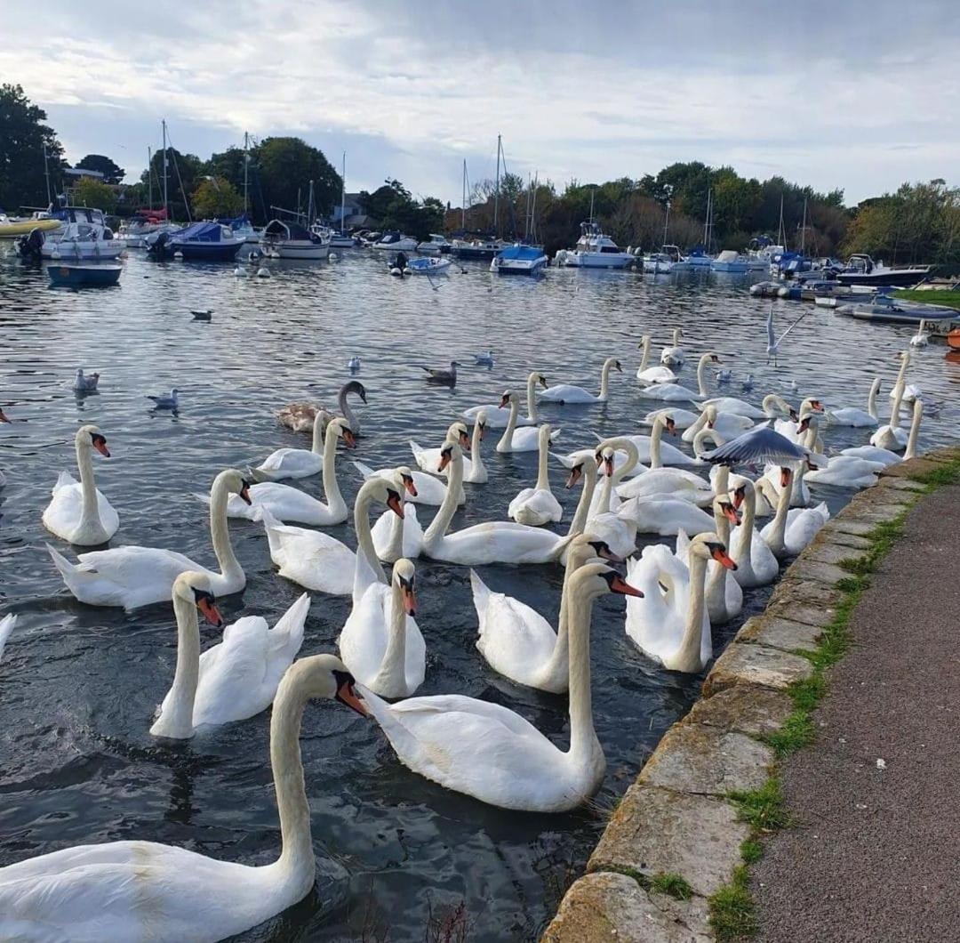 Mudeford Swans Christchurch (Dorset) Exterior foto
